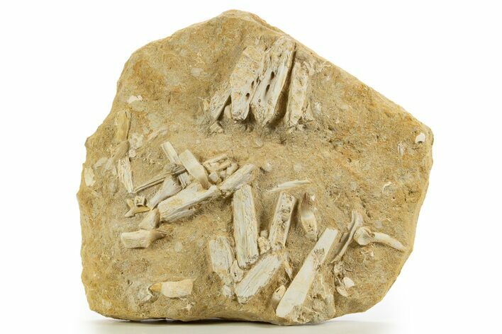 Disarticulated Mosasaur (Pluridens) Jaw in Situ - Morocco #334781